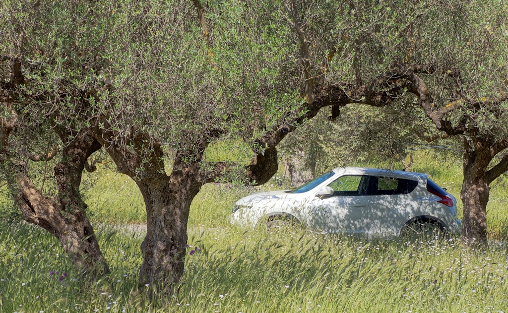 Unter Olivenbäumen