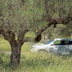 Unter Olivenbäumen
